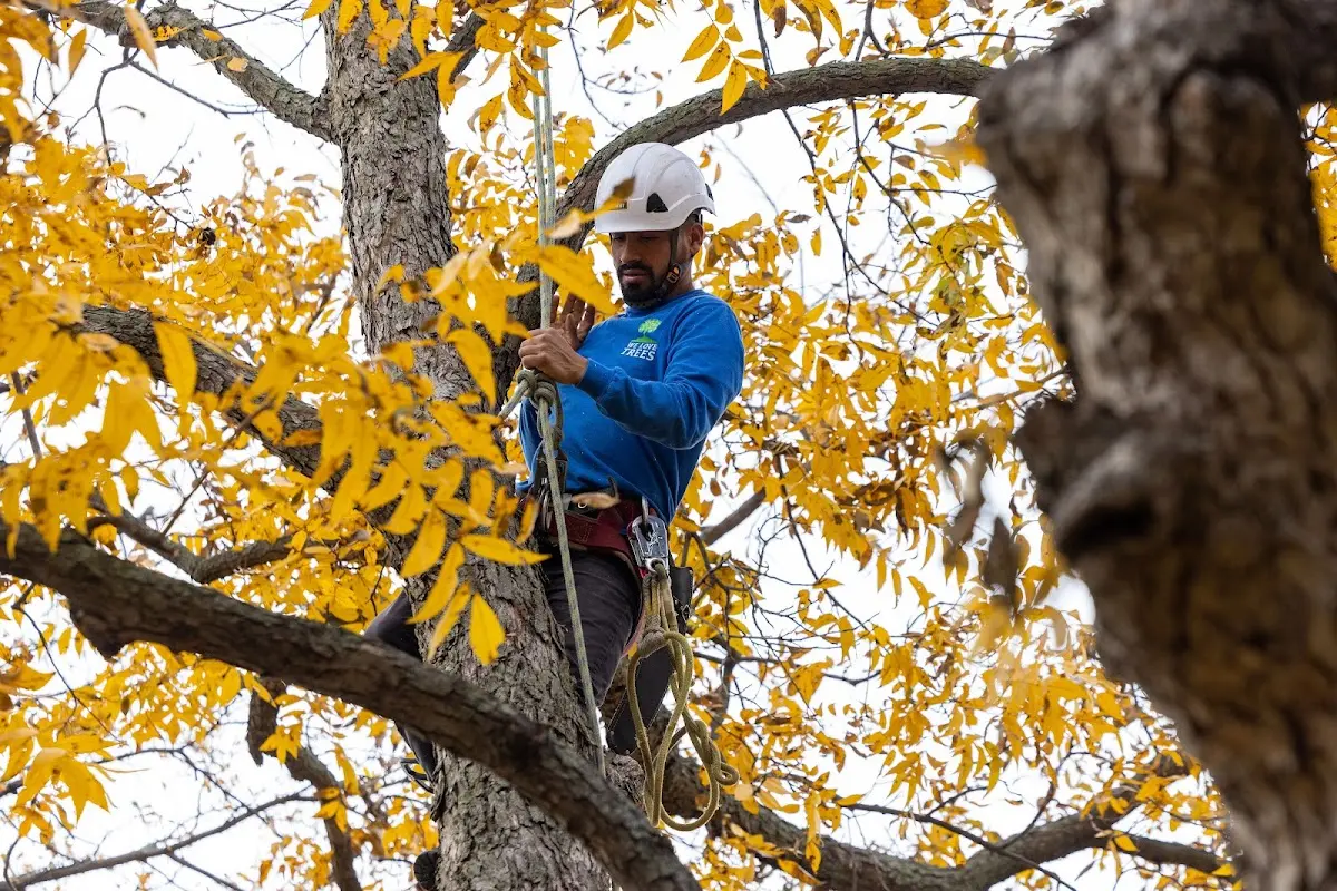 Skilled Tree Planting crew working in Grantsville